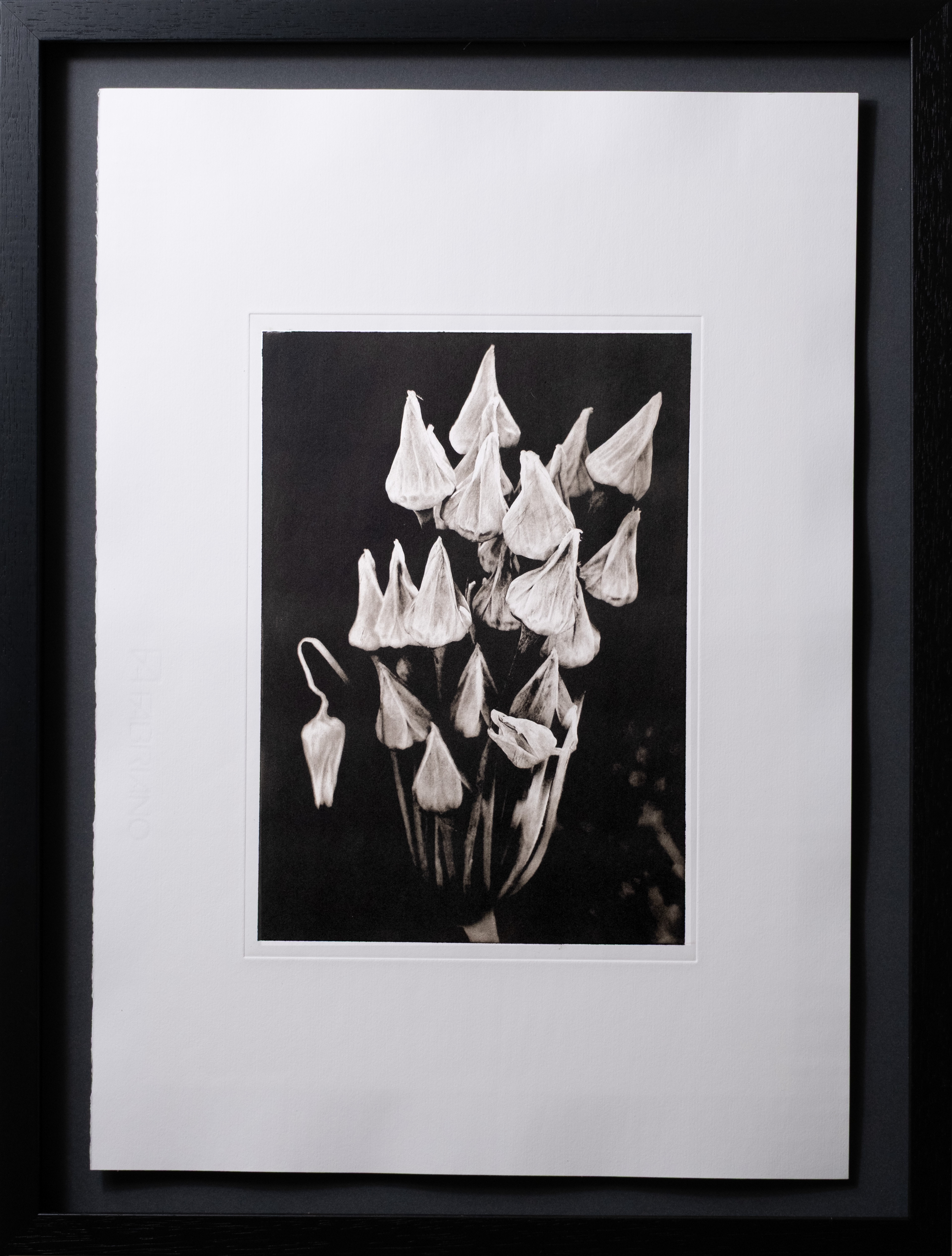 Allium siculum — framed photogravure print