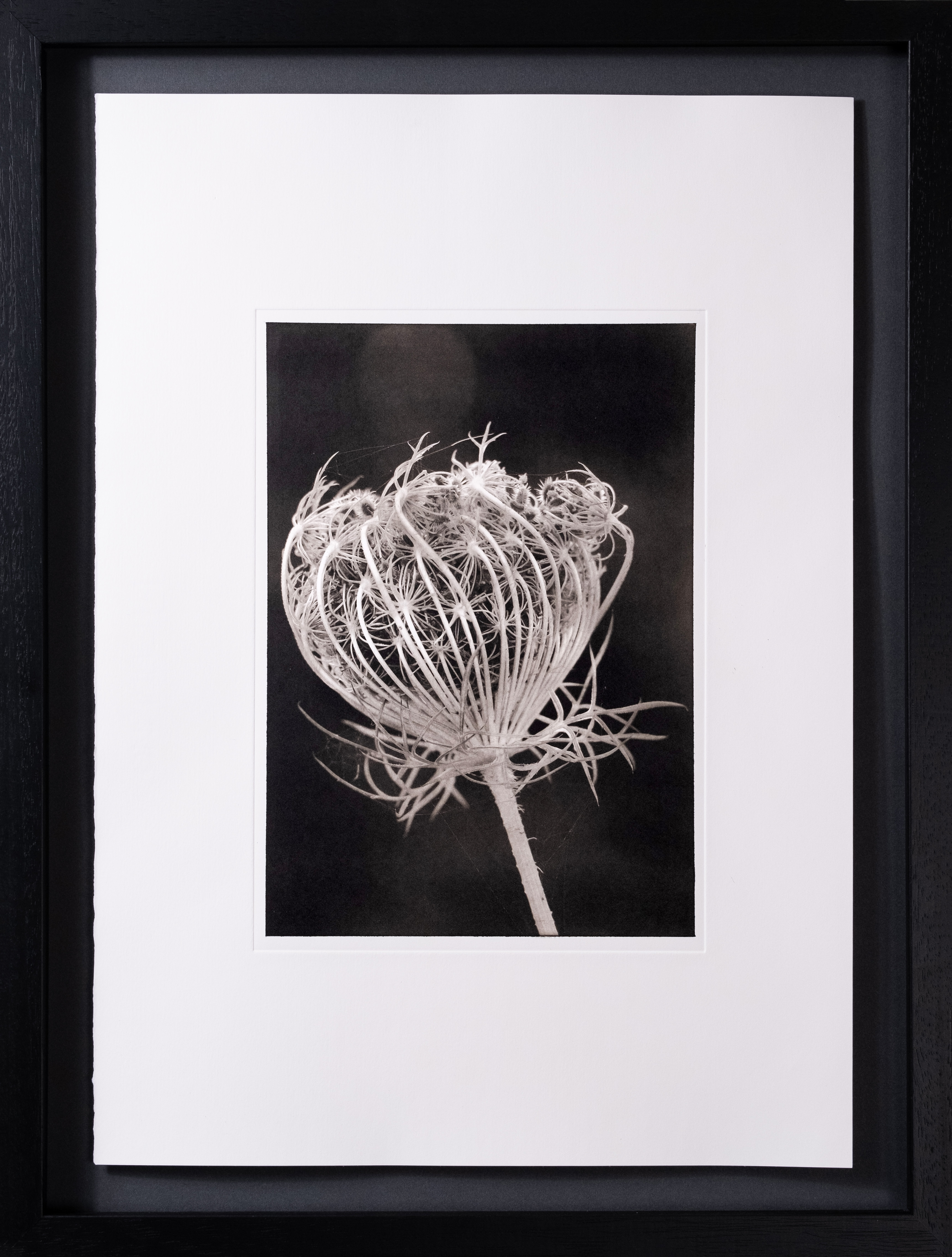 Daucus Carota — framed photogravure print