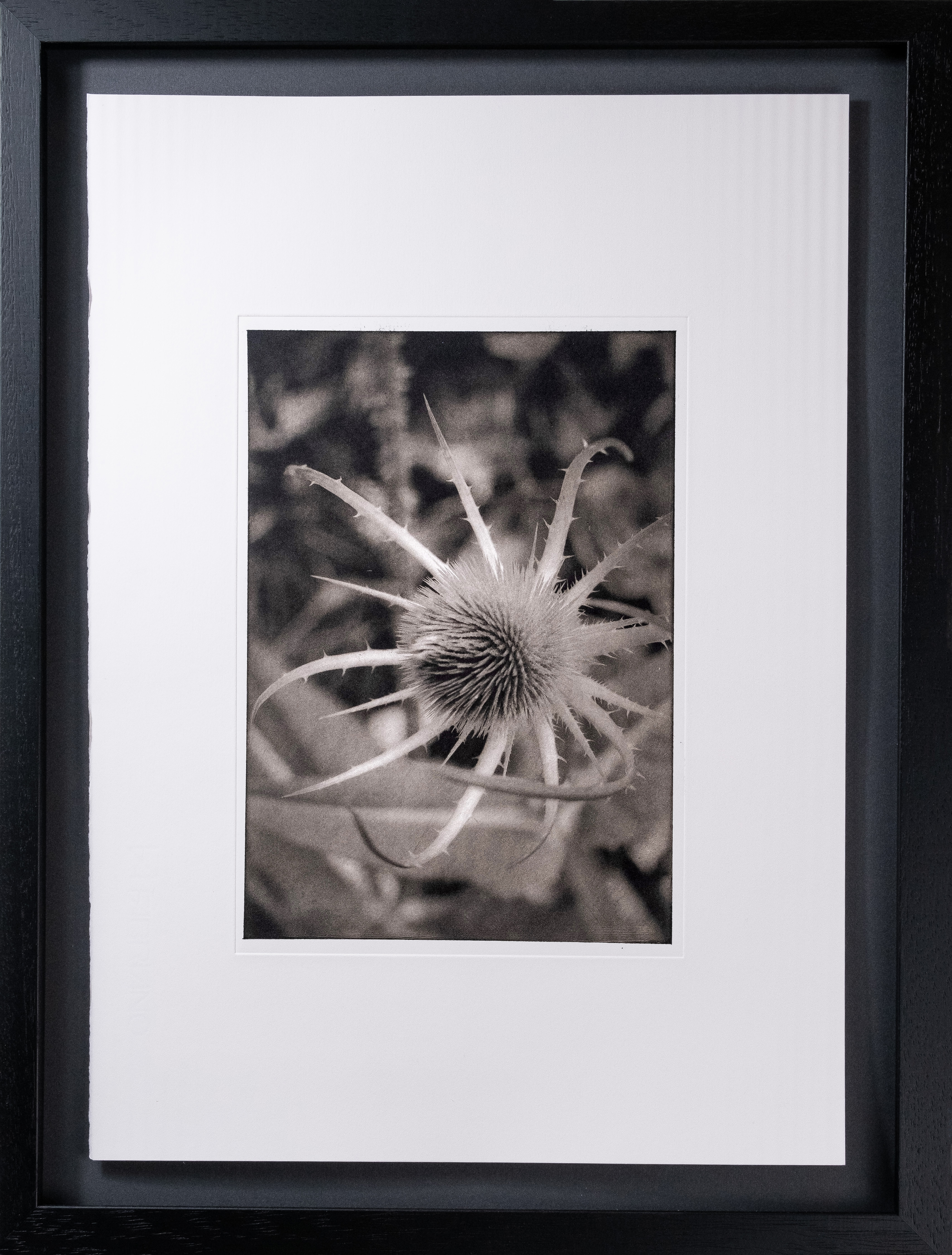 Dipsacus Sylvestris — framed photogravure print