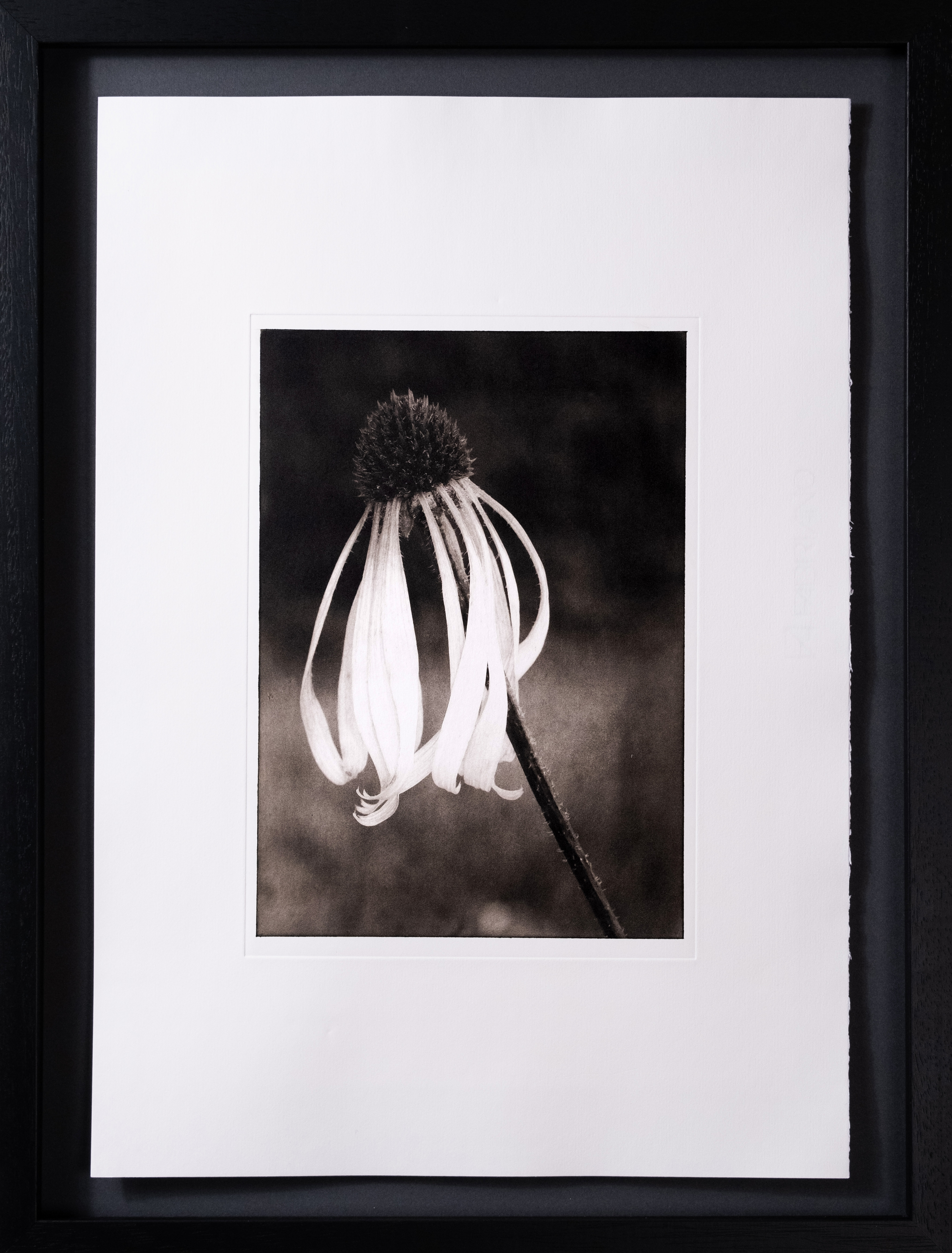 Echinacea Pallida — framed photogravure print