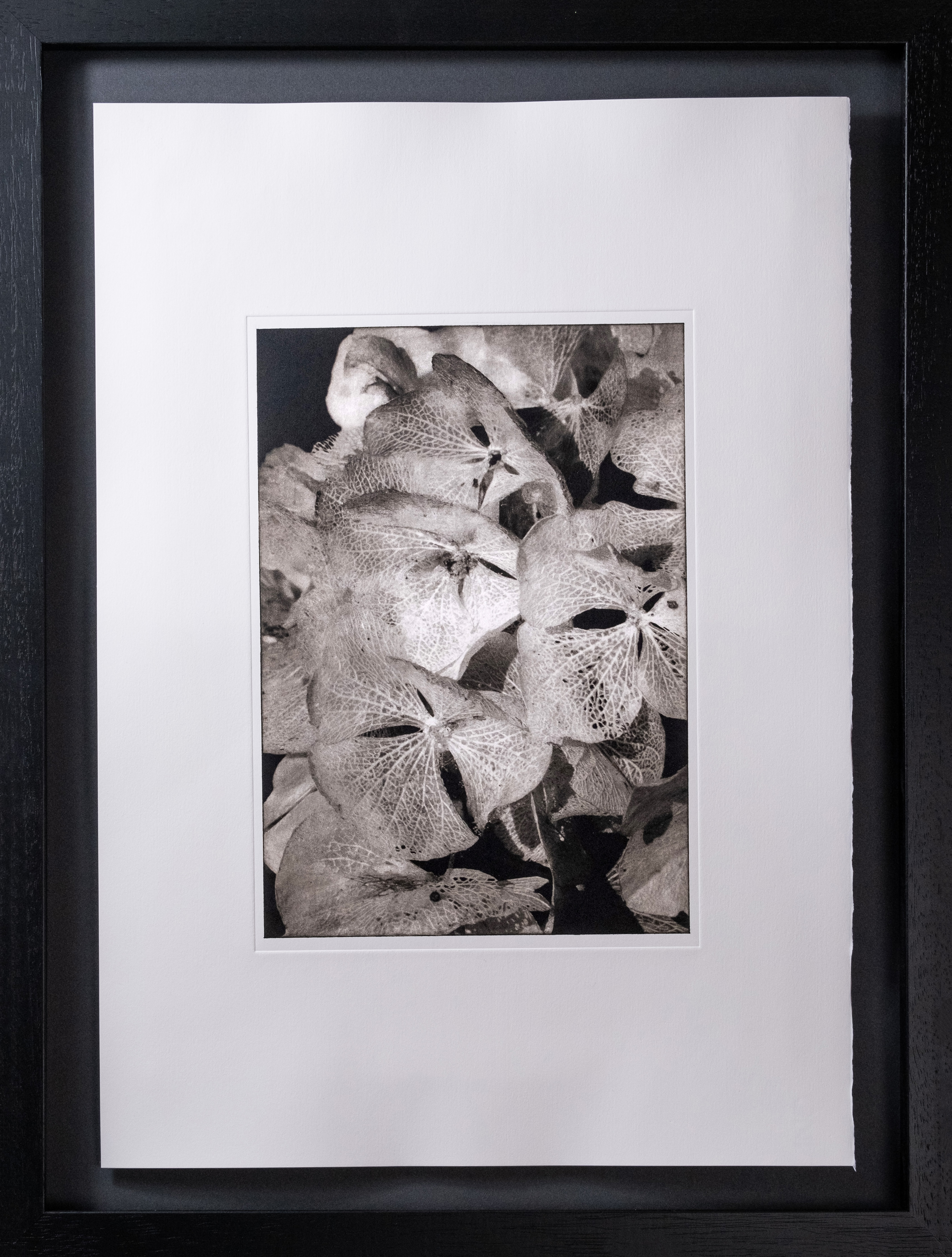 Hydrangea paniculata — framed photogravure print