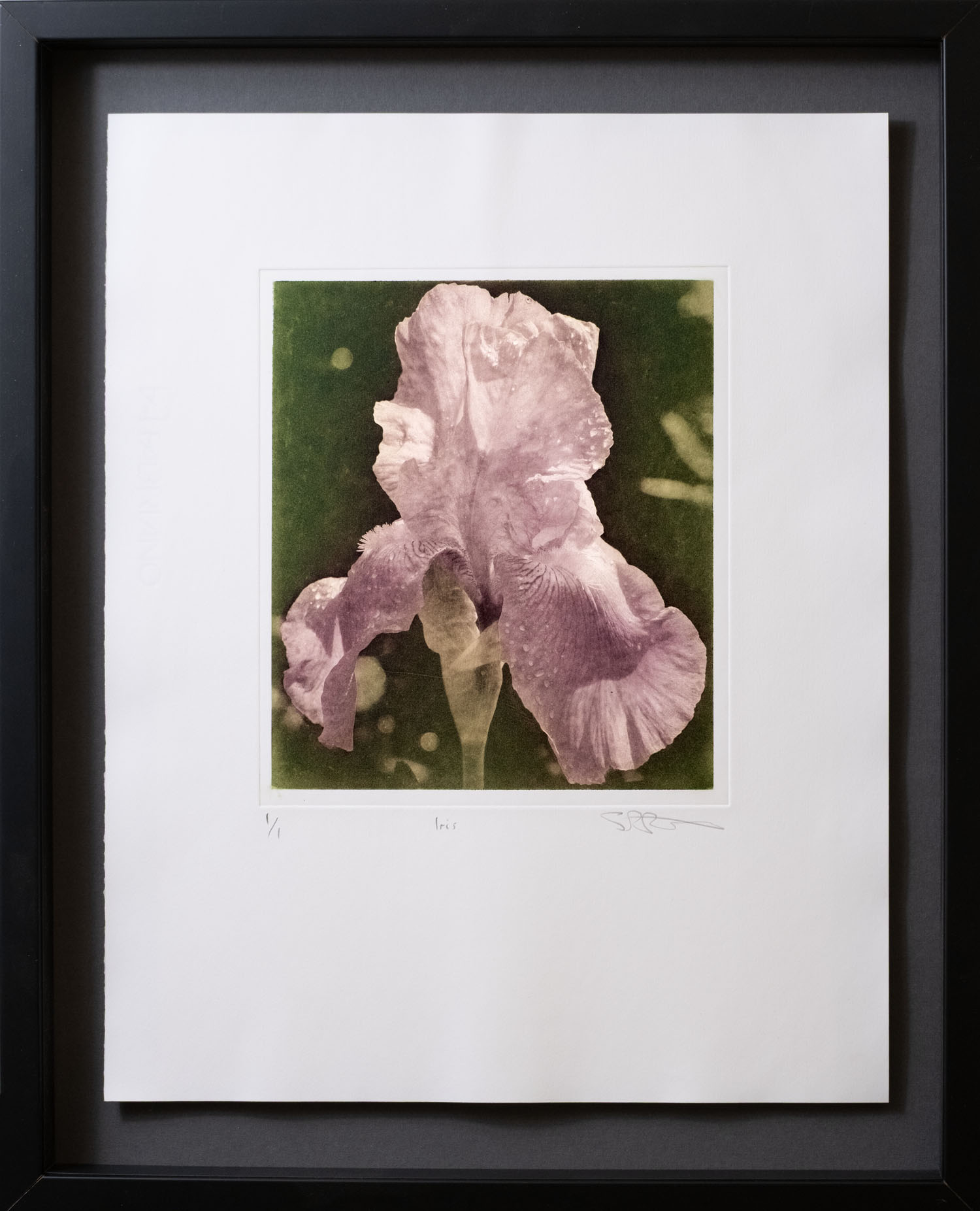 Iris — framed photogravure print