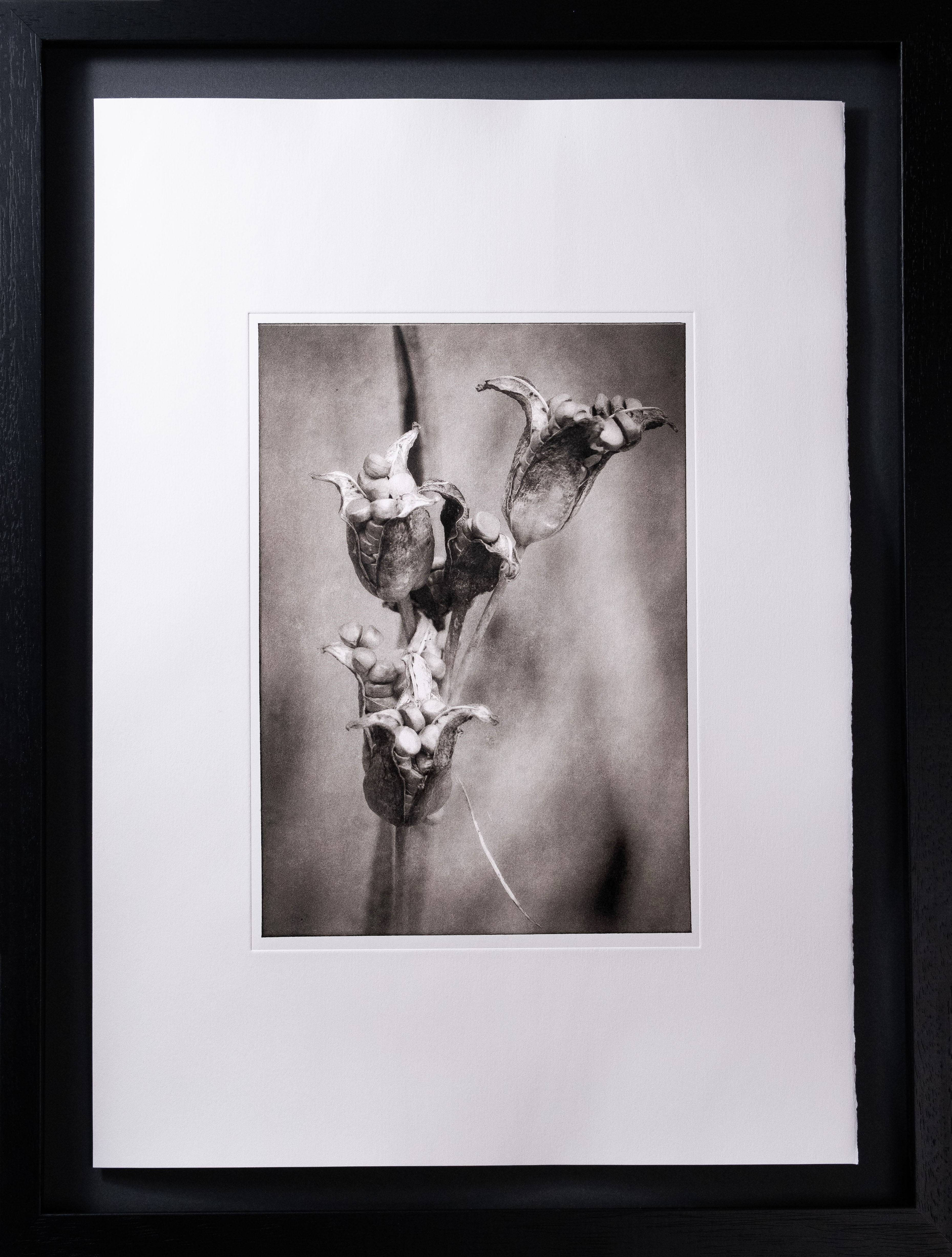 Echinacea Pallida — framed photogravure print