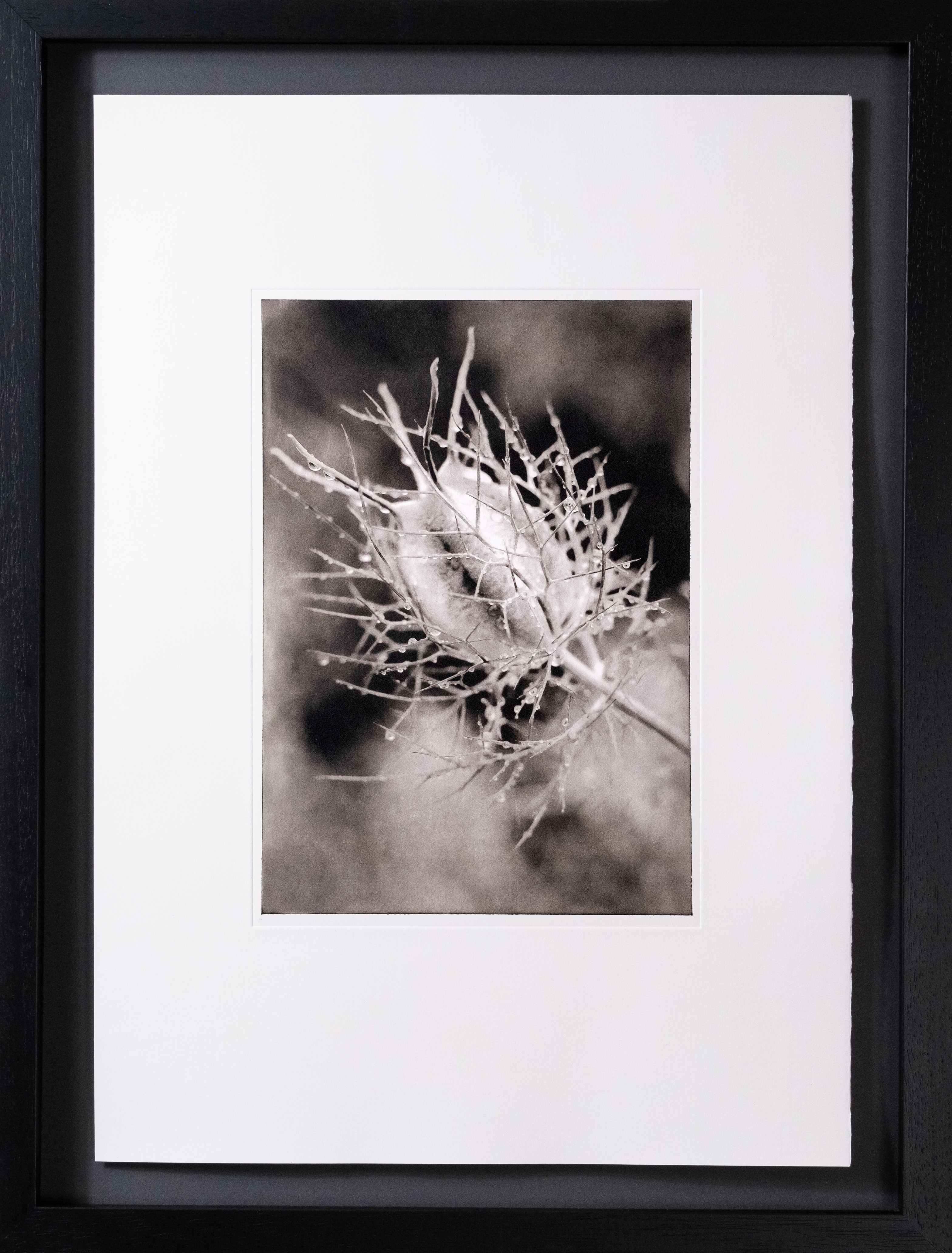 Nigella damascena — framed photogravure print
