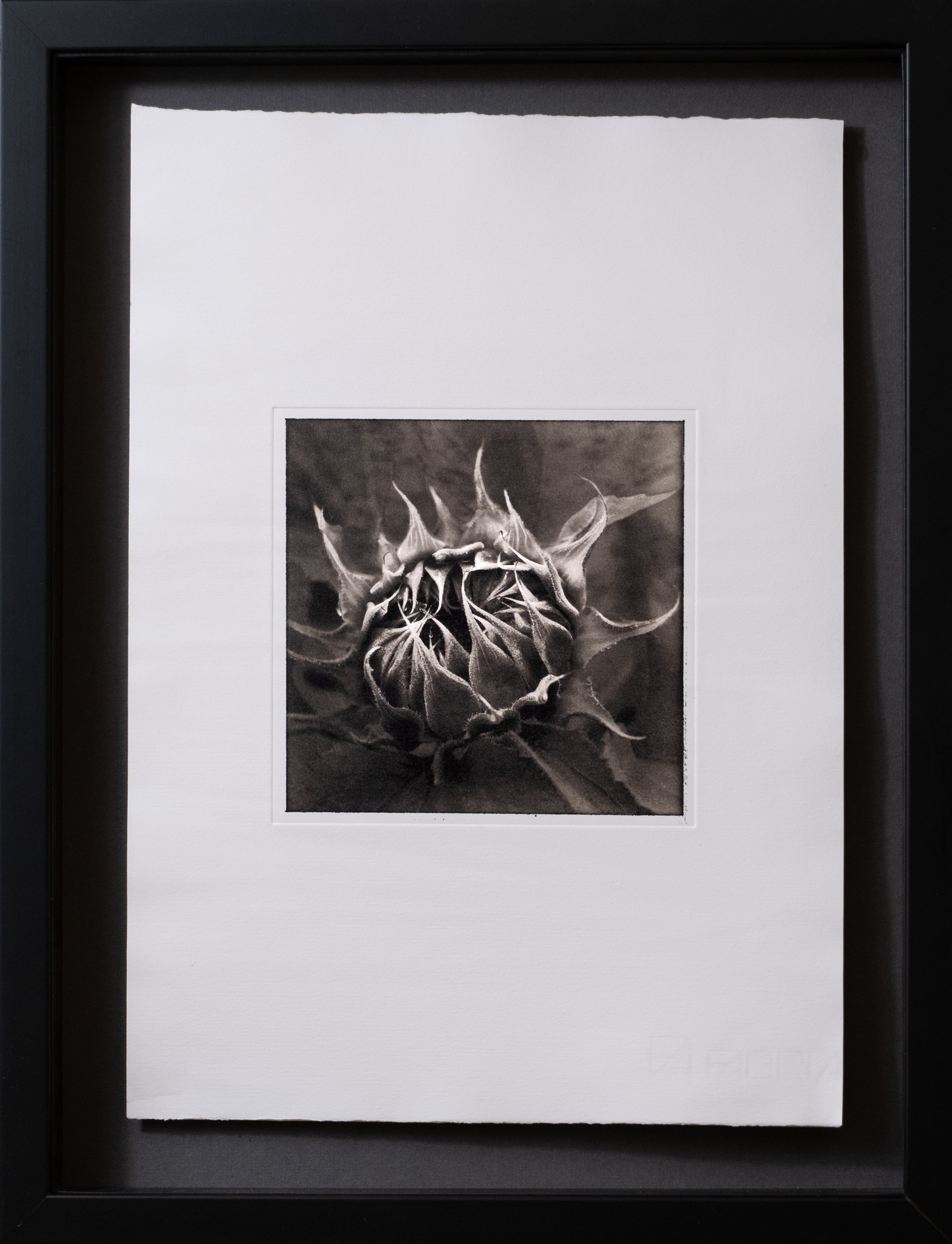 Sunseeker — framed photogravure print