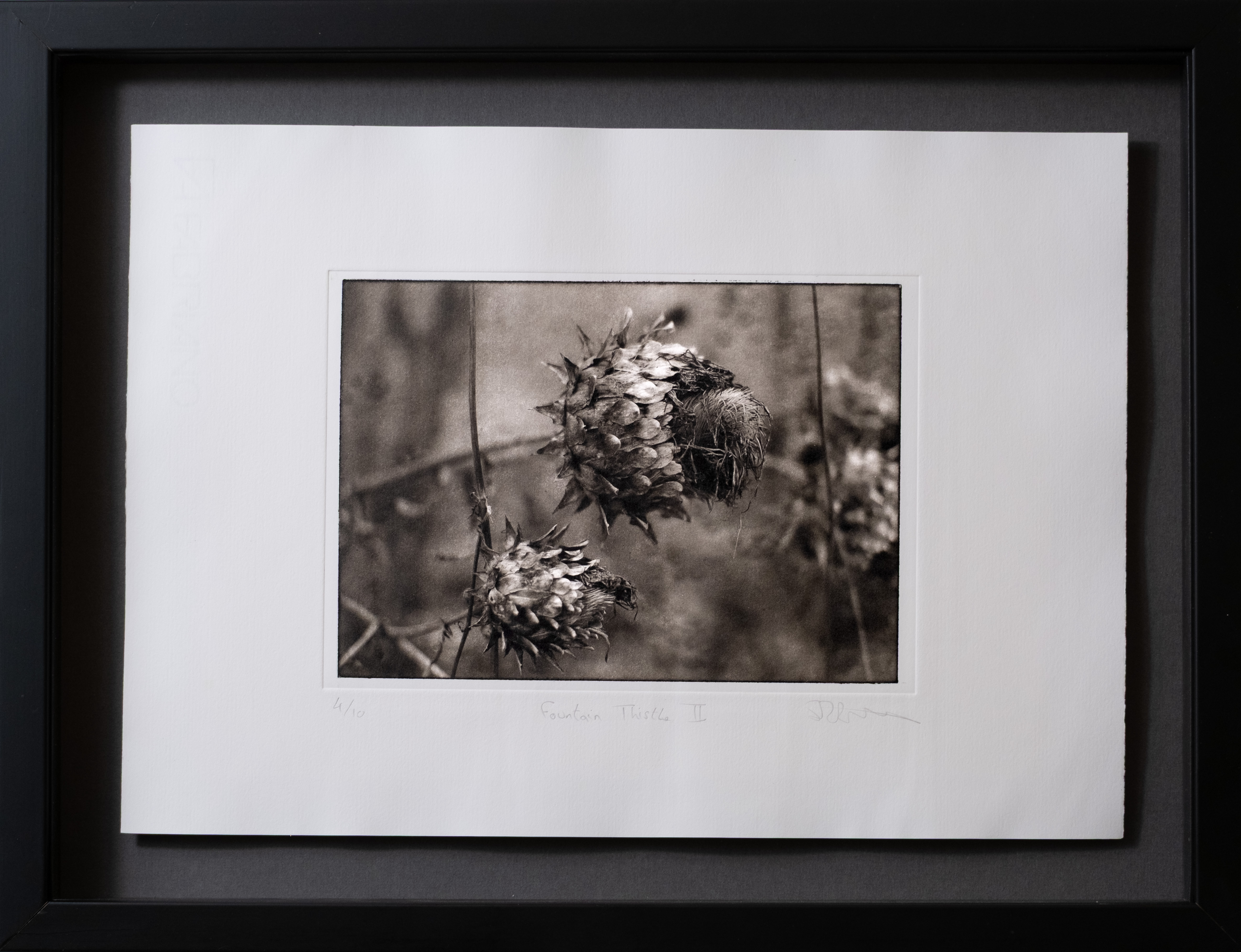 Fountain Thistle — framed photogravure print