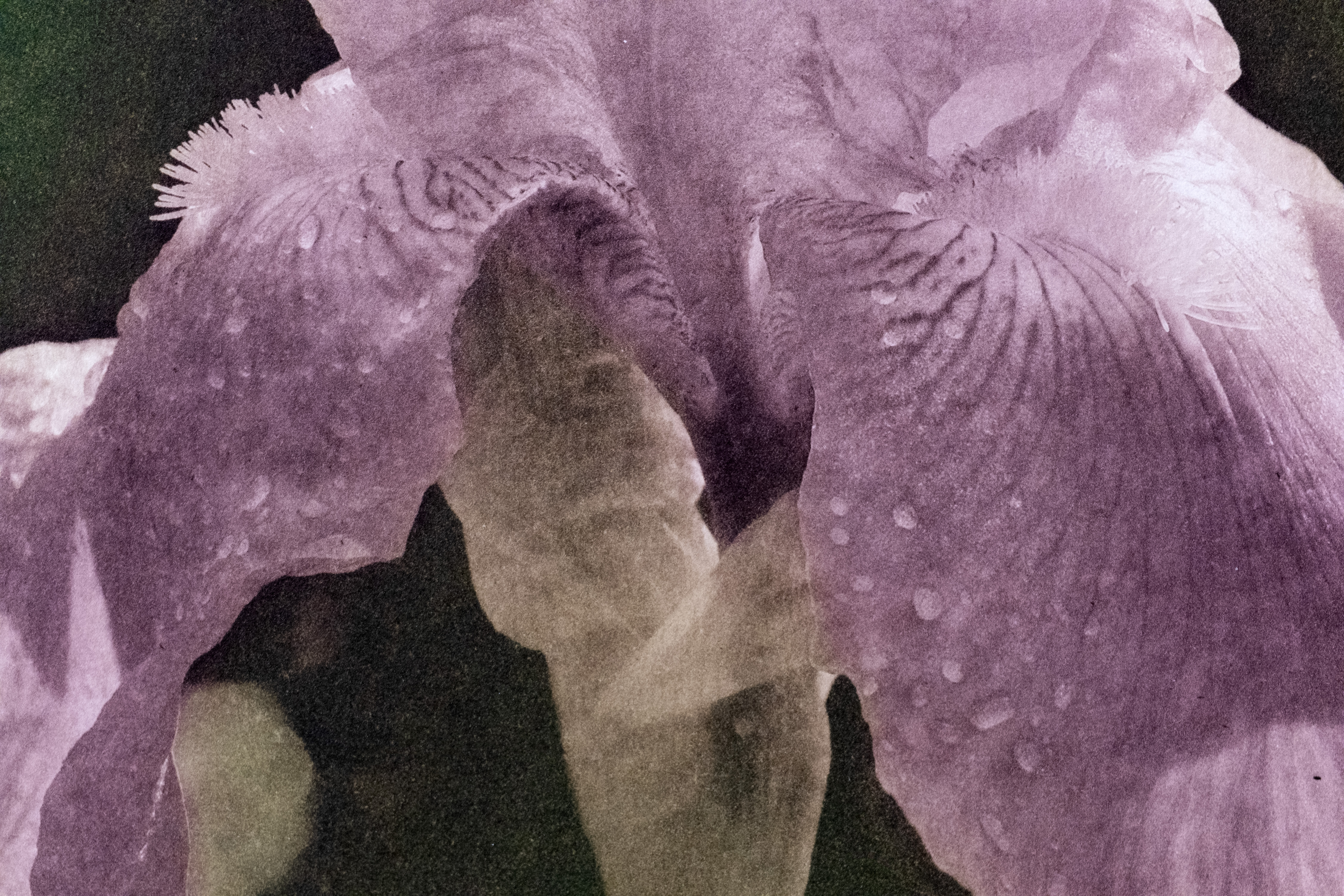 Iris